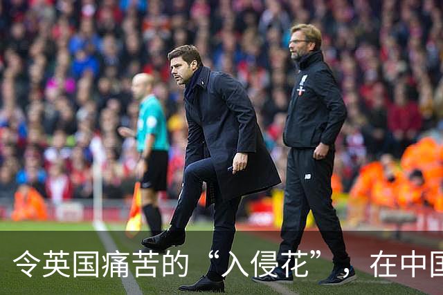 令英国痛苦的“入侵花”，在中国沦为咸菜，吃到人工种植成笑谈